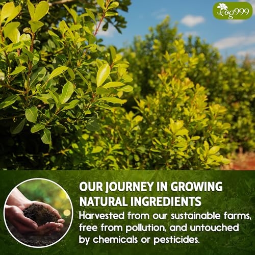 TOG999 Premium 18oz Yerba Mate Tea for Men and Women | High Caffeine | Fresh - Never Aged | TOG999 18oz Super-Green Yer