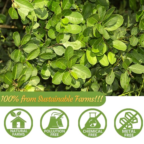 Premium 100 Unsmoked Yerba Mate Tea Bags for Adults, Perfect for Relaxation at Home or Work, Caffeine Free & No Additive